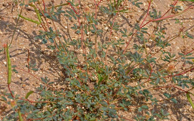 Cooley's Bundleflower is a subshrub or forb/herb that is spreading to ascending; the lower stems are woody, angled and without thorns. Desmanthus cooleyi